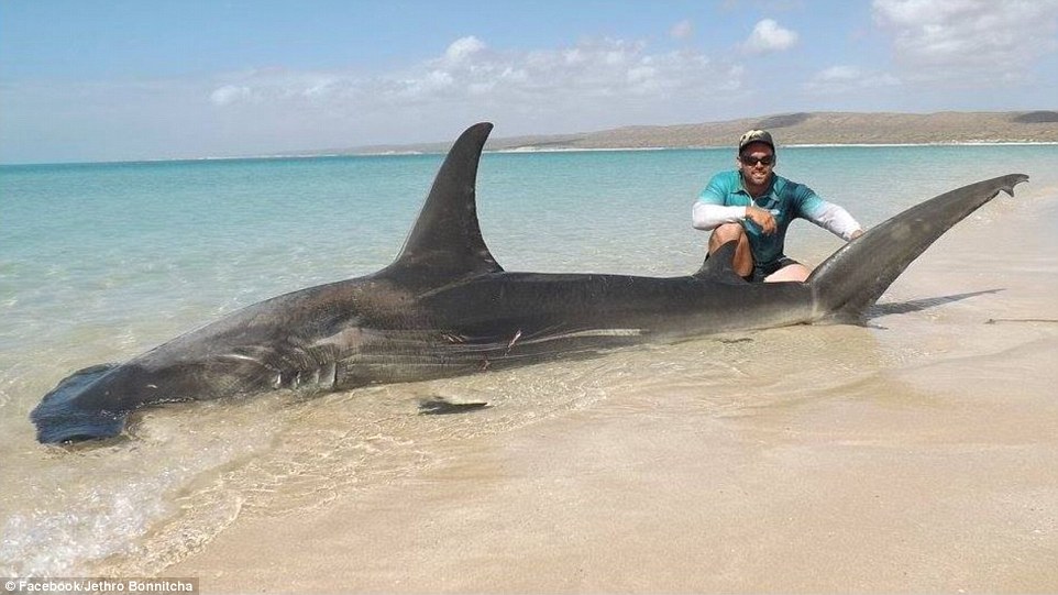 Largest shark caught on the shore in Western Australia - Drone Shark Fishing  Adventures Perth Australia