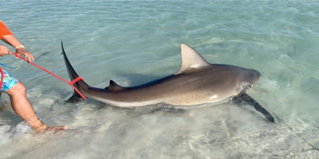 Land-based shark anglers skillfully bring in big beasts, Fishing